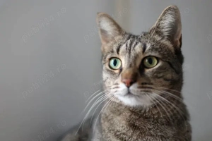 Tom salvat de la abandon își caută familie - imagine 3