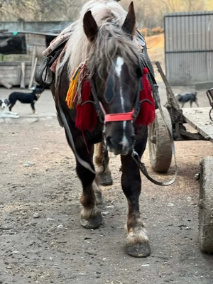 armasar de vânzare  - imagine 5