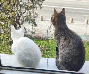 Pisicuta Fifi a fost abandonată cauta o familie - imagine 4