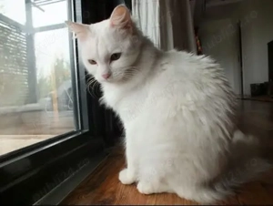 Pisicuta Fifi a fost abandonată cauta o familie - imagine 2