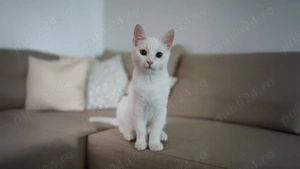 Pisicuta Fifi a fost abandonată cauta o familie - imagine 3