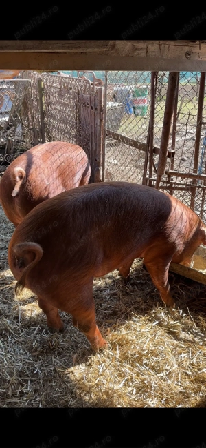 scrofita duroc apx 100 kg - imagine 5