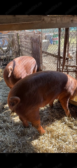 scrofita duroc apx 100 kg - imagine 4