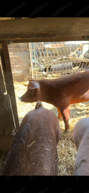 scrofita duroc apx 100 kg - imagine 3