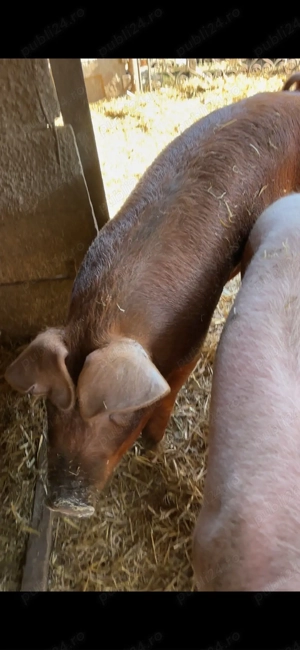 scrofita duroc apx 100 kg - imagine 2