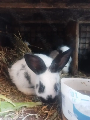 Iepuri Fluture German - imagine 2