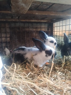 Iepuri Fluture German - imagine 4