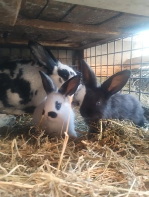 Iepuri Fluture German - imagine 3