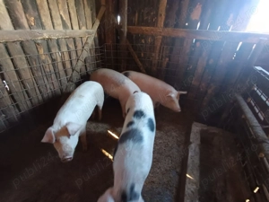 Vând porci detali la nr de telefon  - imagine 4