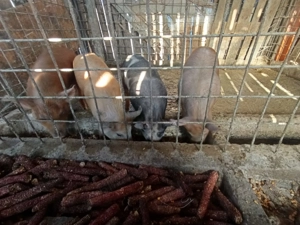 Vând porci detali la nr de telefon  - imagine 2