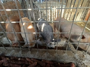 Vând porci detali la nr de telefon  - imagine 3