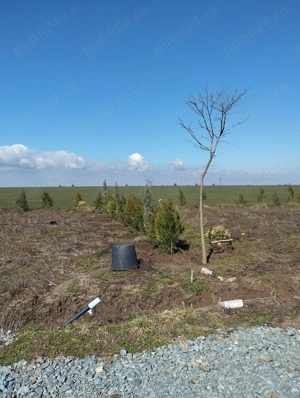  Gradina 355 mp Poiana basmelor  - imagine 7