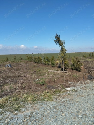  Gradina 355 mp Poiana basmelor  - imagine 6