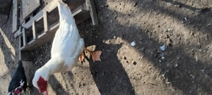 Schimb 2 rățoi cu 2 rața