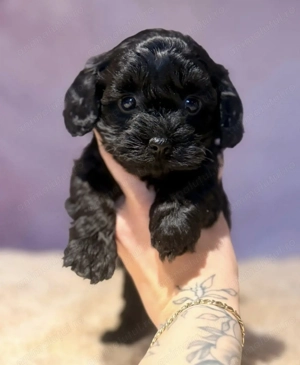 Caniche pudel  fetița 