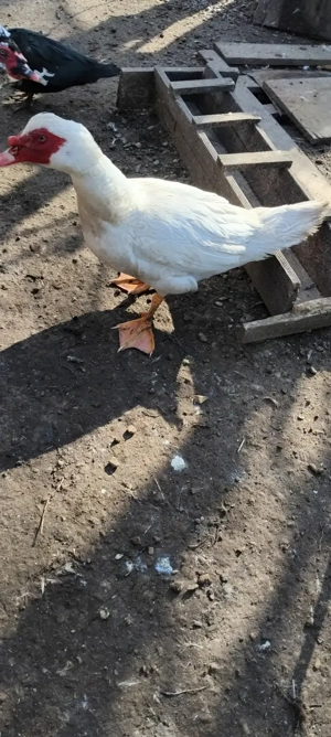 Schimb 2 rățoi cu 2 rațe