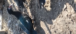 Schimb 2 rățoi cu 2 rațe - imagine 2