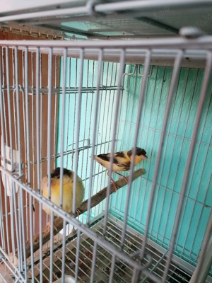 Vând canari  - imagine 5