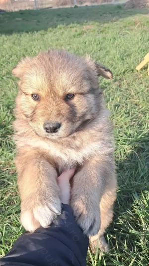 Donez cățeluși pufoși Husky metis Arad - imagine 2