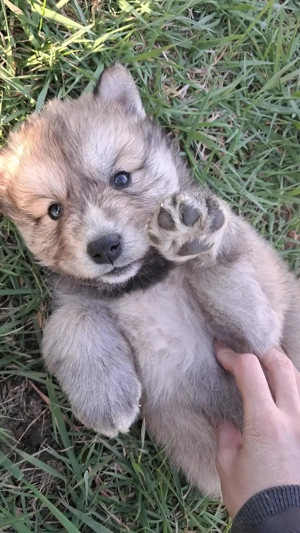 Donez cățeluși pufoși Husky metis Arad - imagine 3