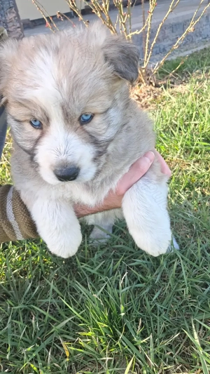 Donez cățeluși pufoși Husky metis Arad