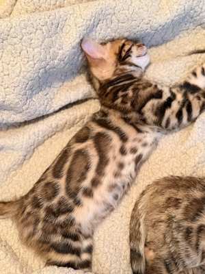 Vând pui pisică Bengal brown , ochii verzi 