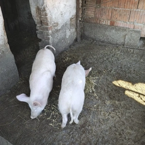 Vand purcei, 2 bucati - imagine 2