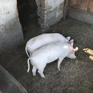 Vand purcei, 2 bucati - imagine 3