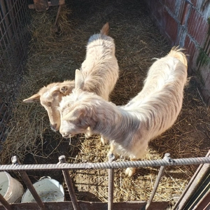 Vand doua capre - imagine 3