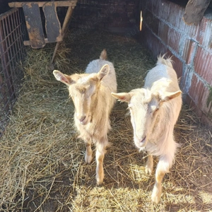 Vand doua capre - imagine 2