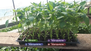 Rasaduri de rosii pentru solar si camp | Rasad legume ardei castraveti - imagine 4