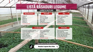 Rasaduri de rosii pentru solar si camp | Rasad legume ardei castraveti - imagine 2