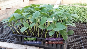 Rasaduri de rosii pentru solar si camp | Rasad legume ardei castraveti - imagine 5