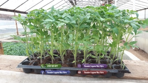 Rasaduri de rosii pentru solar si camp | Rasad legume ardei castraveti - imagine 3