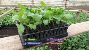 Rasaduri de rosii pentru solar si camp | Rasad legume ardei castraveti - imagine 6