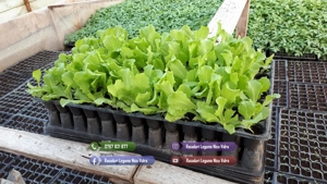 Rasaduri de rosii pentru solar si camp | Rasad legume ardei castraveti - imagine 7