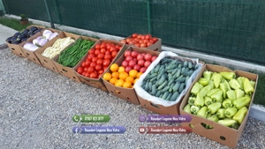 Rasaduri de rosii pentru solar si camp | Rasad legume ardei castraveti - imagine 8