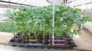 Rasad de rosii, ardei, vinete, castraveti | Rasaduri de Legume 2026 - imagine 3