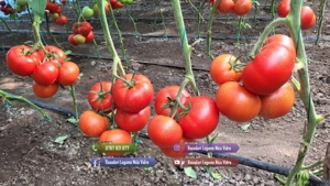 Rasad de rosii, ardei, vinete, castraveti | Rasaduri de Legume 2026 - imagine 5