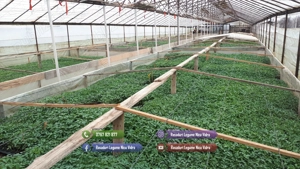 Rasad de rosii, ardei, vinete, castraveti | Rasaduri de Legume 2026 - imagine 4