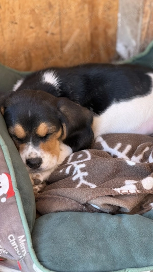 Un pui Minunat de Beagle 
