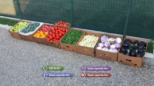 Rasad de rosii, ardei, vinete, castraveti | Rasaduri de Legume 2026 - imagine 8