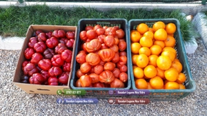 Rasad de rosii, ardei, vinete, castraveti | Rasaduri de Legume 2026 - imagine 7