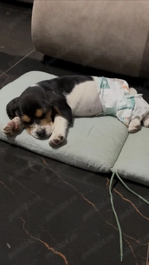Un pui de Beagle Minunat  - imagine 3