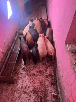 vand purcei de 9 saptamani 16 buc 