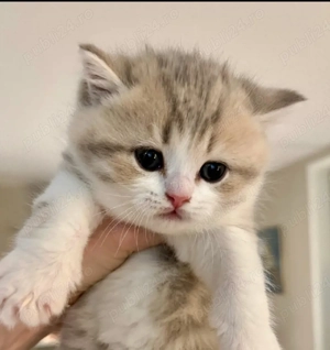 cadouri de 8 martie perfect - imagine 2