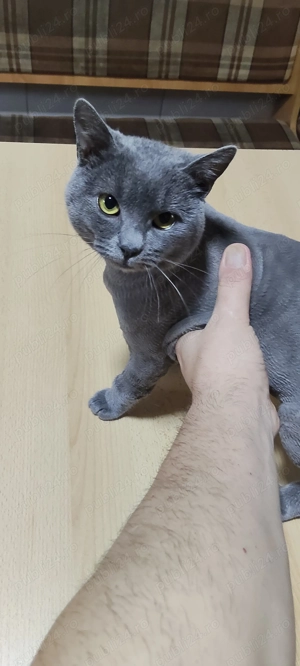 De pui mascul British sorthair  - imagine 2