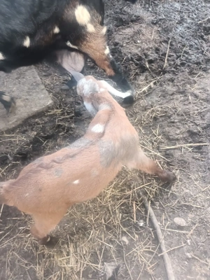 Ied anglonubian de vânzare - imagine 2