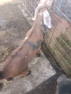 Ied anglonubian de vânzare