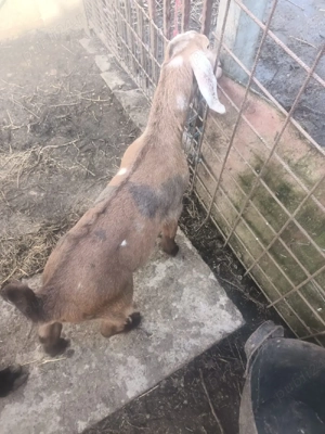 Ied anglonubian de vânzare - imagine 4